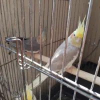 عروس هلندی