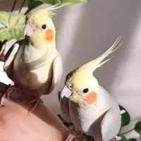 یک جفت عروس هلندی