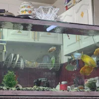 شیشه آکواریوم بزرگ ۱۰ میل