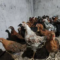 نیمچه گلپایگان|حیوانات مزرعه|اطاقور, |دیوار