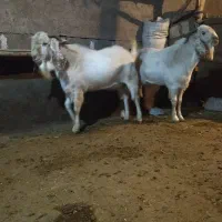 بز نر 18ماهه