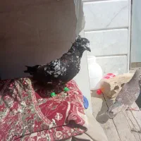 کفتر سوسکی|پرنده|قوچان, |دیوار