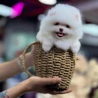 فروش سگ پامرانین و توی ،پودل بدون واسطه|سگ|اصفهان, جلفا|دیوار