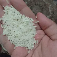 برنج طارم هاشمی