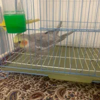 فروش عروس هلندی