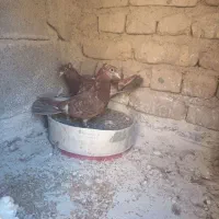 دو عدد جوجه سینه