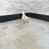 کبوتر سار نر