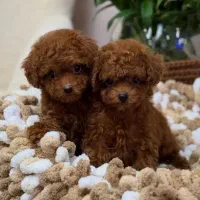 پودل تاینی و تدی|سگ|اصفهان, شهرک امام زمان|دیوار