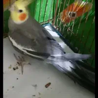 تخم نطفه دار عروس هلندی