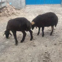 نر بره قربانی