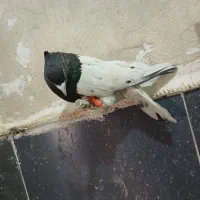 کفتر بهبهانی کله