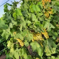 فروش ده من باغ انگوربیدانه۱۸ساله