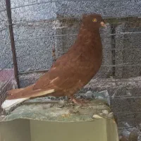 کفتر گلی کبوتر گلی کلایی پالخت|پرنده|بافت, |دیوار