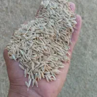 فروش جو