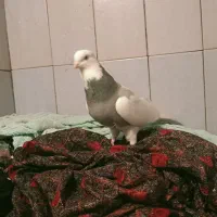 کبوتر طوقی|پرنده|صحنه, |دیوار