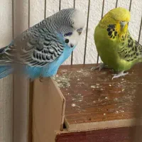 مرغ عشق هلندی|پرنده|ملارد, |دیوار