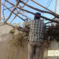 اصلاح میم انگور