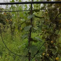 فروش نهال کیوی هایوارد ۳ ساله|گل و گیاه طبیعی|تولم شهر, |دیوار