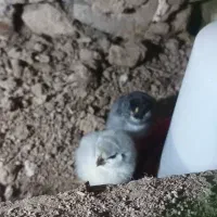 تخم نطفه دار گلین|حیوانات مزرعه|ورامین, ریحان آباد|دیوار