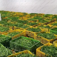 سبزی پاک شده و شسته شده