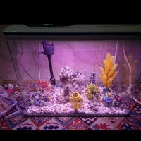 اکواریوم  بزرگ دیجیتال پای معامله تخفیف میدم|ماهی|تهران, جوادیه تهرانپارس|دیوار