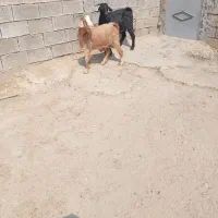 بز نژدی
