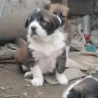الابای ترکمن و روس نگهبان گله ای