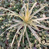 پاندانوس طلایی کلکسیونی