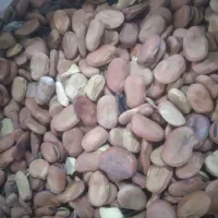 لوبیا چشم بلبلی و باقله درجه یک