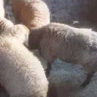 بره نر|حیوانات مزرعه|اسفراین, |دیوار