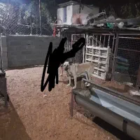 ماده سگ سرابی|سگ|ملکان, |دیوار