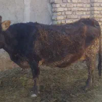 گاو سر پستان