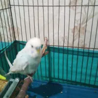 مرغ عشق نره ماده