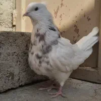 طوقی کبوتر|پرنده|کنگاور, |دیوار