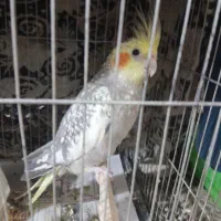 عروس هلندی سه ماهه شاه تخم