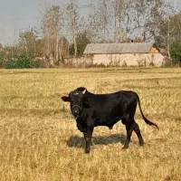 فروش. ورازگوله ۲راس گوساله ماده ویک راس گاو محلی