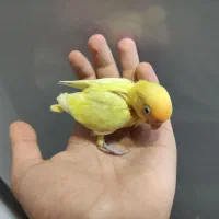 جوجه طوطی برزیلی