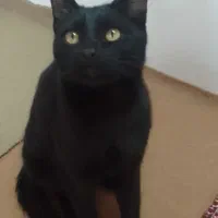 گربه|گربه|نیشابور, دارایی|دیوار