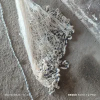 تور سالیک یا چتر نخی