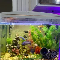 آکواریوم زیبا|ماهی|خرمآباد, |دیوار