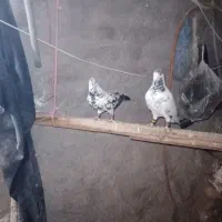 سلام کبوتر سار