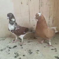 کبوتر|پرنده|مراغه, |دیوار