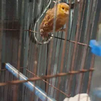 قناری نر|پرنده|شیراز, آبیاری|دیوار