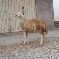 بره ماده اصیل