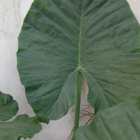 گل بابا آدم|گل و گیاه طبیعی|رشت, باهنر|دیوار