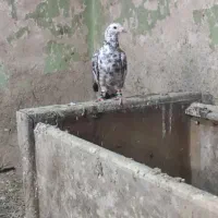 کفتر سار پولک سوسکی قره