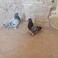 جفت سبز کلایی|پرنده|بم, |دیوار
