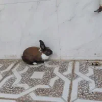 یک عدد خرگوش نر|موش و خرگوش|بندر ماهشهر, |دیوار