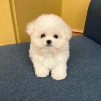 سگ خانگی|سگ|قزوین, |دیوار