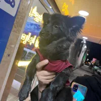 سگ پامرین گرگی کاملا سلام و واکسینه شده|سگ|شهریار, شهرک شاهد|دیوار